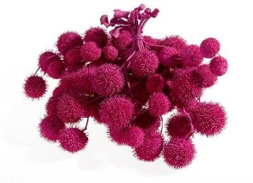 Plataanballetjes Plane Ball Fuchsia zak, Nieuw