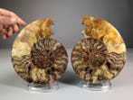 Ammoniet - Topkwaliteit - gesegmenteerd - Gefossiliseerd, Verzamelen