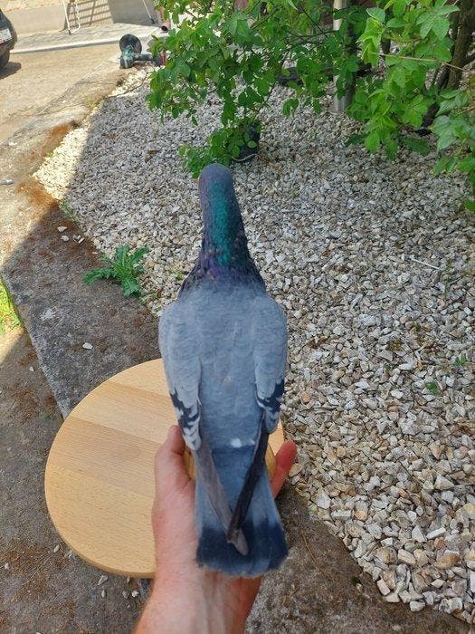 Pigeon domestique Support de corps entier pour taxidermie -, Collections, Collections Animaux