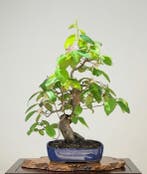 Bonsaï van Chaenomeles - Hoogte (boom): 45 cm - Diepte