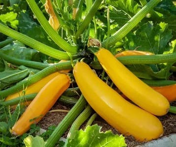 Courgette Golden Zebra F1  - basiseenheid, Nieuw