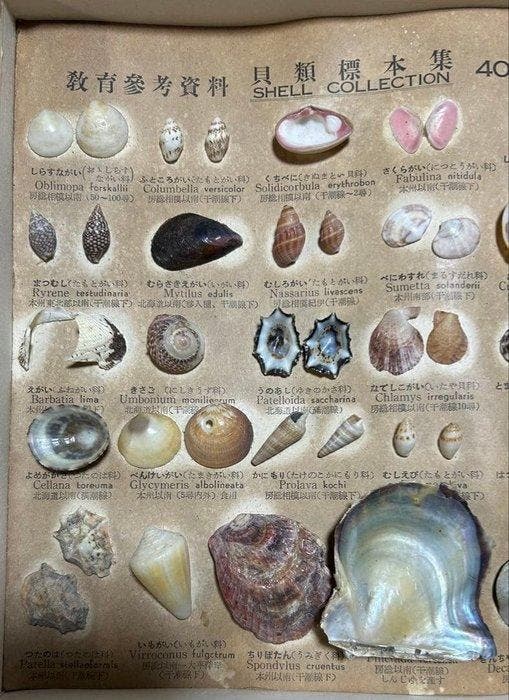 Gemengde zeeschelpenverzameling Zeeschelp - Multiple species, Antiquités & Art, Curiosités & Brocante