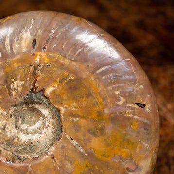 Rood- en groen iriserende ammoniet – prachtige opalescentie