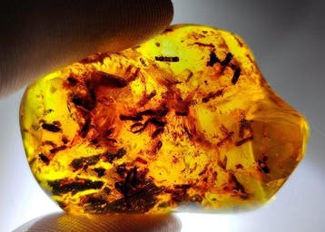 FOSSlL-AMAZING!! Dominicaans amber- 15.56 g