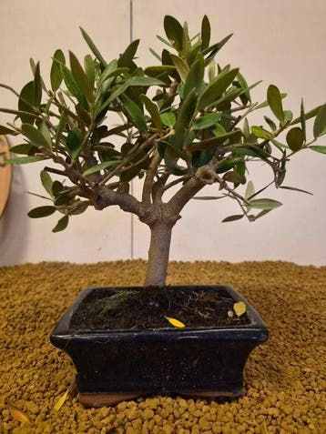 Olijf bonsai (Olea europaea) - Hoogte (boom): 24 cm - Diepte