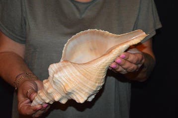 Zeeslak Zeeschelp - S-433 TRIPLOFUSUS GIGANTEUS (Zonder