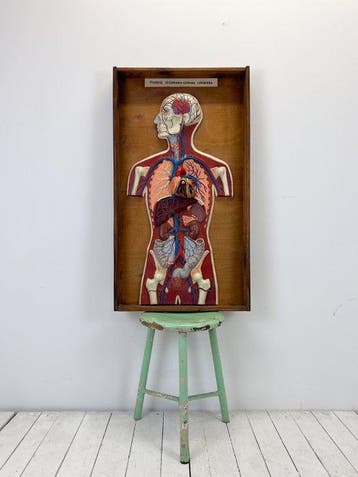 Anatomisch model - Gietaluminium, Hout - 1960-1970, Antiek en Kunst