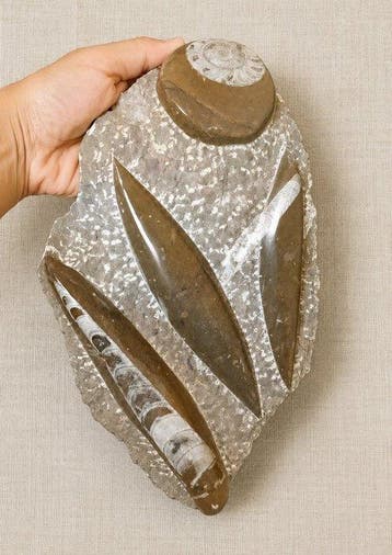 Squelette fossile (Sans prix de réserve), Collections