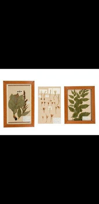 Basil Mandl - Liliaceae Veratrum album + Streptopus