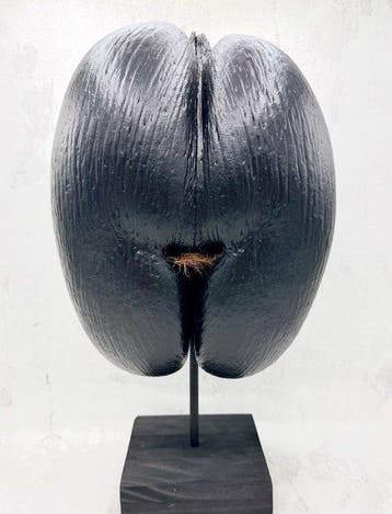 Coco de mer ou Coco fesse Support de corps entier pour, Antiquités & Art