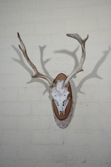 Trophée du brocard du cerf tacheté Crâne - Dama dama----NO, Nieuw