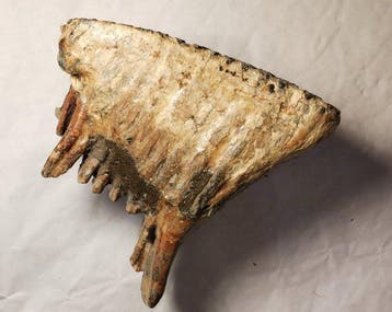 Wolharige mammoet - Fossiele tand - 15 cm - 15 cm, Verzamelen
