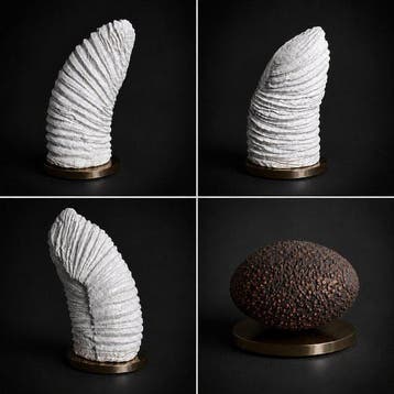Laura Rucoba - GENESIS V: Metamorphosis