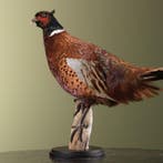 Fazant Taxidermie Opgezette Dieren By Max, Ophalen of Verzenden, Opgezet dier