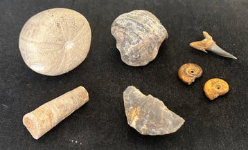 verzameling van fossielen - Fossiel fragment - Molluschi,, Verzamelen