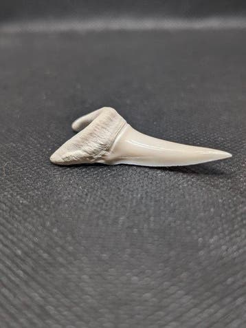 Makreelhaai Tand - Isurus oxyrinchus - 51 mm - 25 mm - 10 mm
