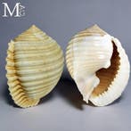 Zeldzame grote Malea ringens schelp – Mexico – 180 mm -