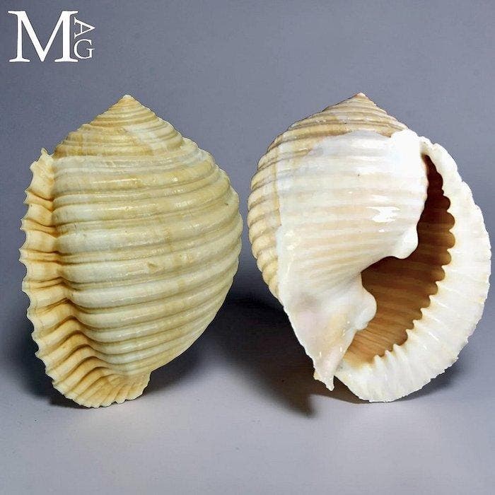 Zeldzame grote Malea ringens schelp – Mexico – 180 mm -, Antiek en Kunst, Curiosa en Brocante