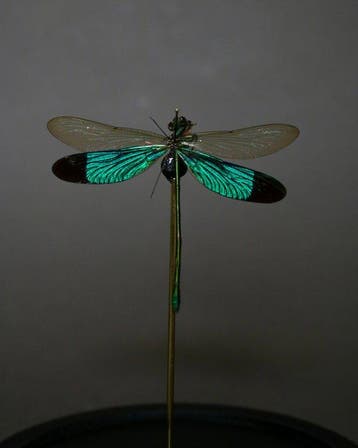Libellule Support de corps entier pour taxidermie -