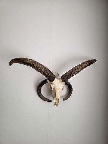 mouton de Jacob Crâne de mammifère - ovis aries - 50 cm - 84
