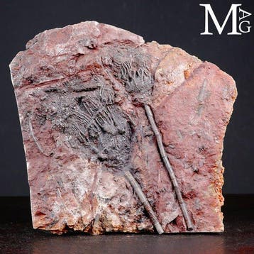 Spécimen fossil de crinoïde sur dalle - Scyphocrinites