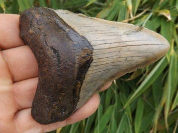 Megalodon - Fossiele tand - 7.3 cm