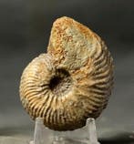 Fijn fossiel van een ammoniet - - Gefossiliseerd dier -