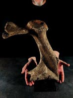 estrade de cerf fossile - Animal fossilisé - megaloceros, Collections