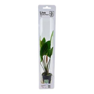 Tropica Echinodorus Rosa (easy), Dieren en Toebehoren, Verzenden, Nieuw