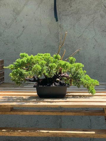 Bonsaï Genévrier (Juniperus) - Hauteur (arbre) : 25 cm -