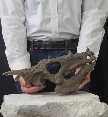 Gedetailleerde Dracorex hogwartsia schedelreplika –