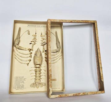 Lesmateriaal - Vintage educatief anatomisch model - Ontleed, Nieuw