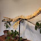 Zeereptiel - Fossiel skelet - Mosasaurus sp. - 2 m, Verzamelen