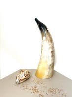 Conque Support de corps entier pour taxidermie - Koe hoorn