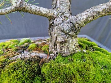 Den bonsai (Pinus) - Hoogte (boom): 49 cm - Diepte (boom):