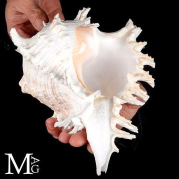 Les coquilles les plus spectaculaires du monde marin
