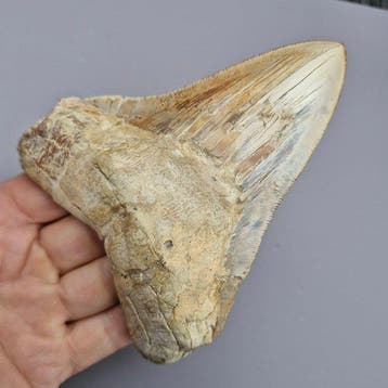 Peruvian Megalodon Shark - Fossiele tand - megaselachus, Verzamelen