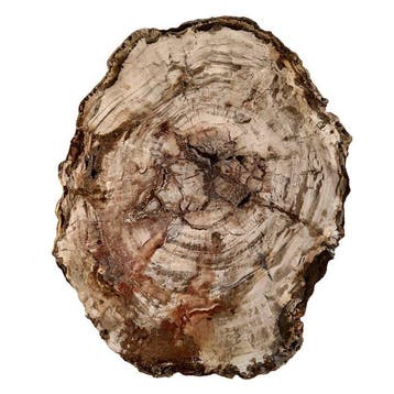 Tranche de Bois Fossile XXL de Madagascar Tranche - Hauteur
