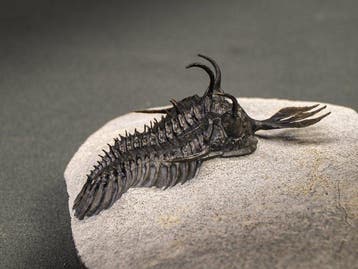 Doornige trilobiet - Gefossiliseerd dier - Walliserops, Collections