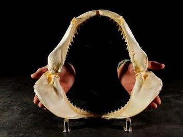 mâchoire de requin bronze Support de corps entier pour