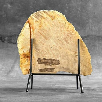 Prachtige snede van versteend hout op een op maat gemaakte