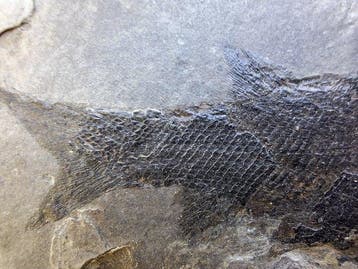 Fossiele vis met zoetwatermossel - Gefossiliseerd dier -