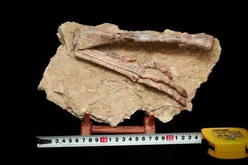 Fossiele matrix - Ornithomimosauria - 26 cm - 13 cm