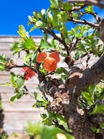 Chaenomeles speciosa bonsai dans un magnifique bol à bonsaï.