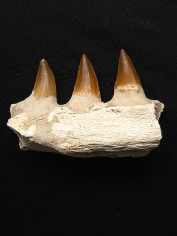 Mosasaurus - Fossiele tand - 10.5 cm (Zonder minimumprijs), Verzamelen, Mineralen en Fossielen