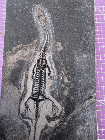 Reptile fossile: Keichousaurus -témoignage rare du Trias -