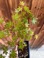 Japanese maple bonsai (Acer palmatum) - Hauteur (arbre) : 25