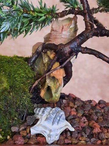 Bonsaï Genévrier (Juniperus) - Hauteur (arbre) : 15 cm -
