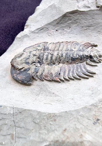 Zelden aangeboden 4,4 cm Bondonella sdzuyi (Geyer & Palmer,