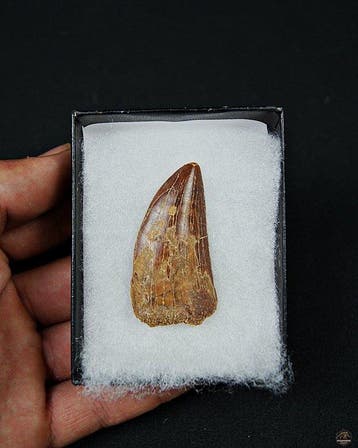 Dinosaurus - Fossiele tand - Carcharodontosaurus saharicus -, Verzamelen
